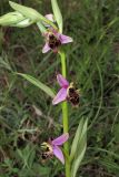 Ophrys oestrifera. Часть соцветия. Крым, окр. Феодосии, хр. Тепе-Оба, нарушенная степь в междурядьях искусственного леса из сосны крымской с примесью лиственных деревьев и кустарников. 10 мая 2016 г.