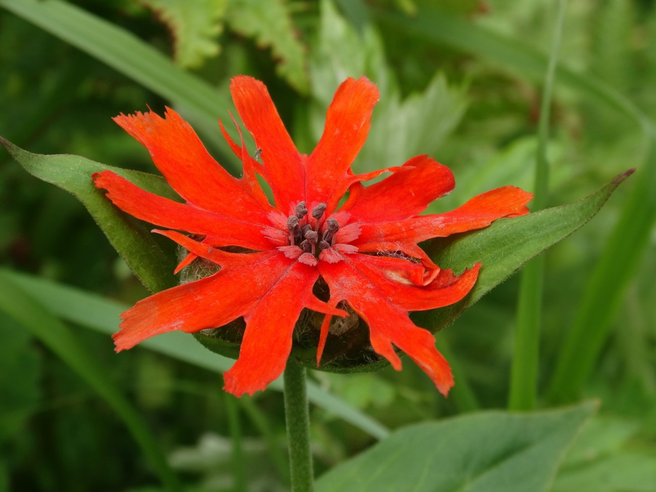 Изображение особи Lychnis fulgens.