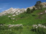 Cardamine seidlitziana