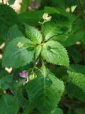 Impatiens furcillata