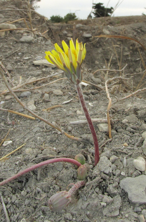 Изображение особи Taraxacum hybernum.