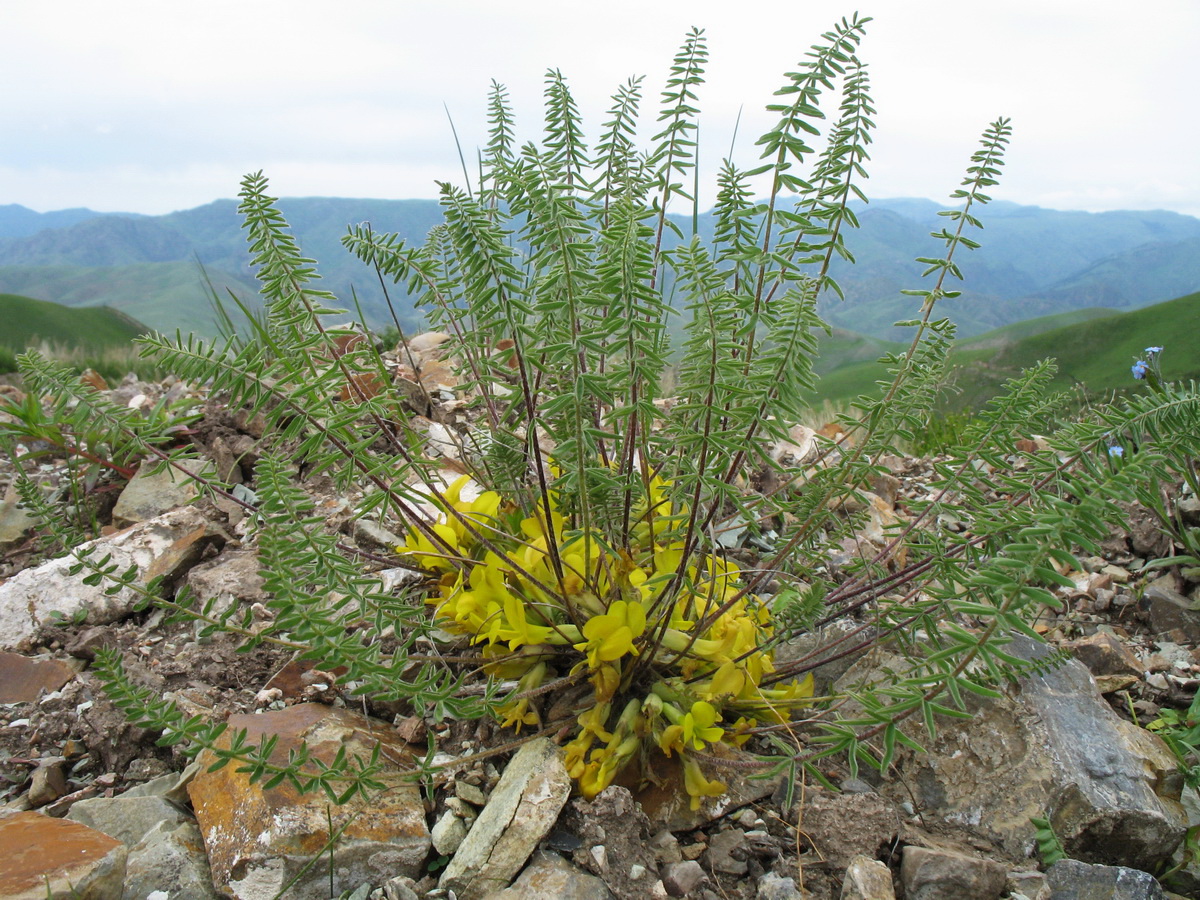 Изображение особи Astragalus alatavicus.