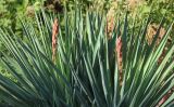 Yucca gloriosa. Растения с развивающимися соцветиями (вторичное цветение). Черноморское побережье Кавказа, м/о город-курорт Геленджик, хут. Джанхот, в культуре. 5 октября 2016 г.