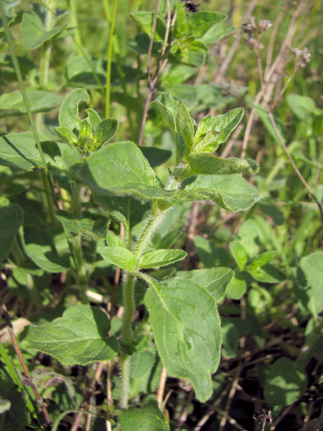 Изображение особи Origanum vulgare.