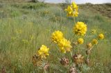 Astragalus regelii