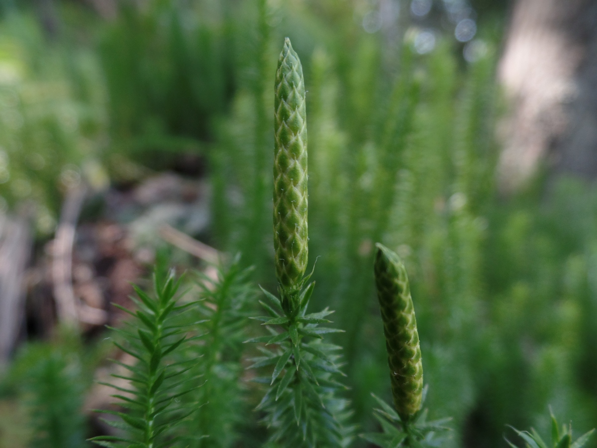 Изображение особи Lycopodium annotinum.