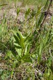 Gentiana cruciata. Молодой побег (справа - основания сухих прошлогодних генеративных побегов). Ленинградская обл., Кировский р-н, окр. дер. Петровщина, луг на известняке. 04.06.2017.