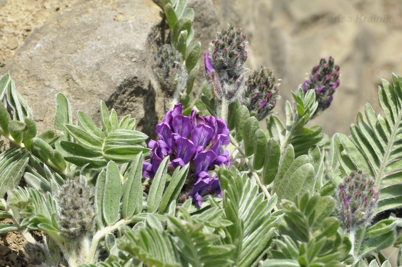 Image of Oxytropis ruthenica specimen.