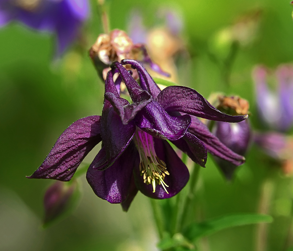 Изображение особи Aquilegia vulgaris.