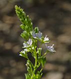 Veronica anagallis-aquatica. Верхушка соцветия. Пермский край, Верещагинский р-н, Вознесенское сельское поселение, долина р. Лысьва, песчано-галечный берег. 7 июля 2018 г.