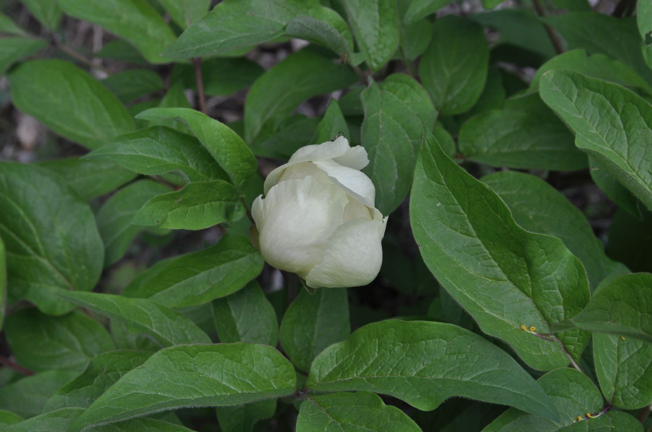 Изображение особи Paeonia macrophylla.