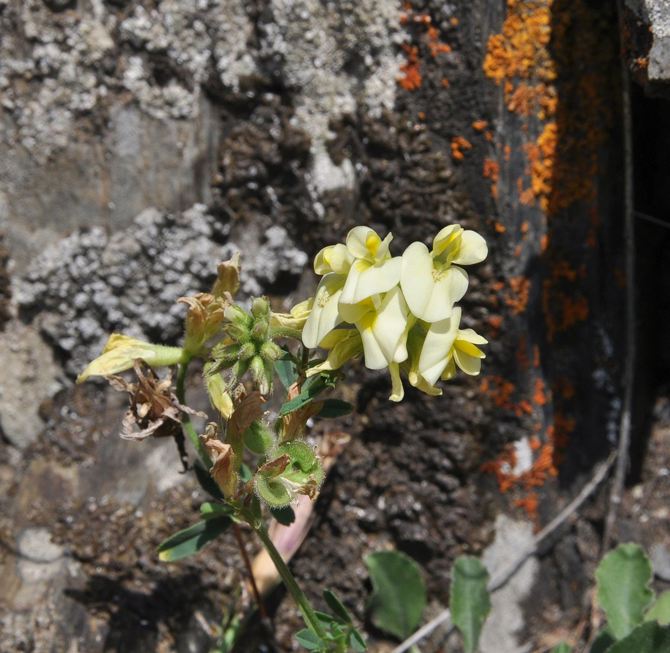 Изображение особи Medicago glutinosa.