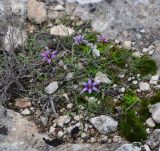 Romulea tempskyana