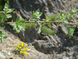 Salix caprea. Часть ветви с молодыми побегами и соплодиями. Иркутская обл., Иркутский р-н, ур. Ушканья падь, каменистый берег оз. Байкал. 30.05.2018.