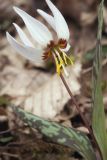 Erythronium caucasicum. Цветок и листья. Краснодарский край, Адлерский р-н, Ахштырское ущелье, широколиственный лес. 12.03.2019.