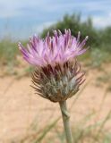 Jurinea longifolia. Верхушка побега с соцветием. Крым, Керченский п-ов, Казантипский залив, окр. с. Нижнезаморское, приморские пески. 25 июня 2019 г.