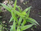 Carex siderosticta