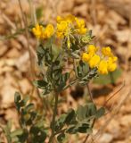 Coronilla coronata