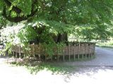 Tilia begoniifolia. Основание ствола и нижние ветви старого дерева. Абхазия, г. Сухум, территория ботанического сада. 24 июля 2008 г.