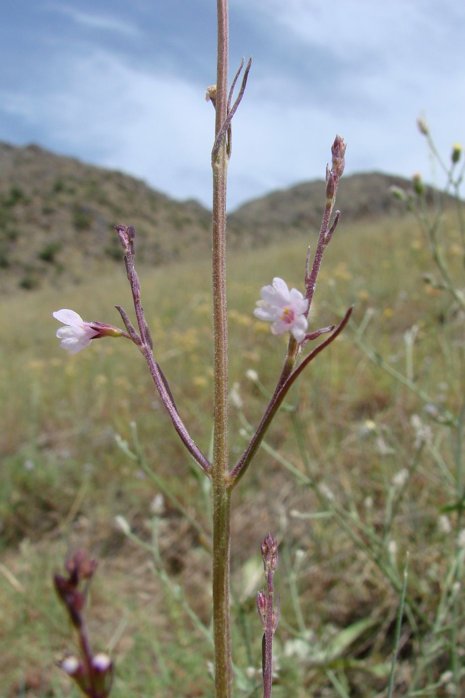 Изображение особи Leptorhabdos parviflora.