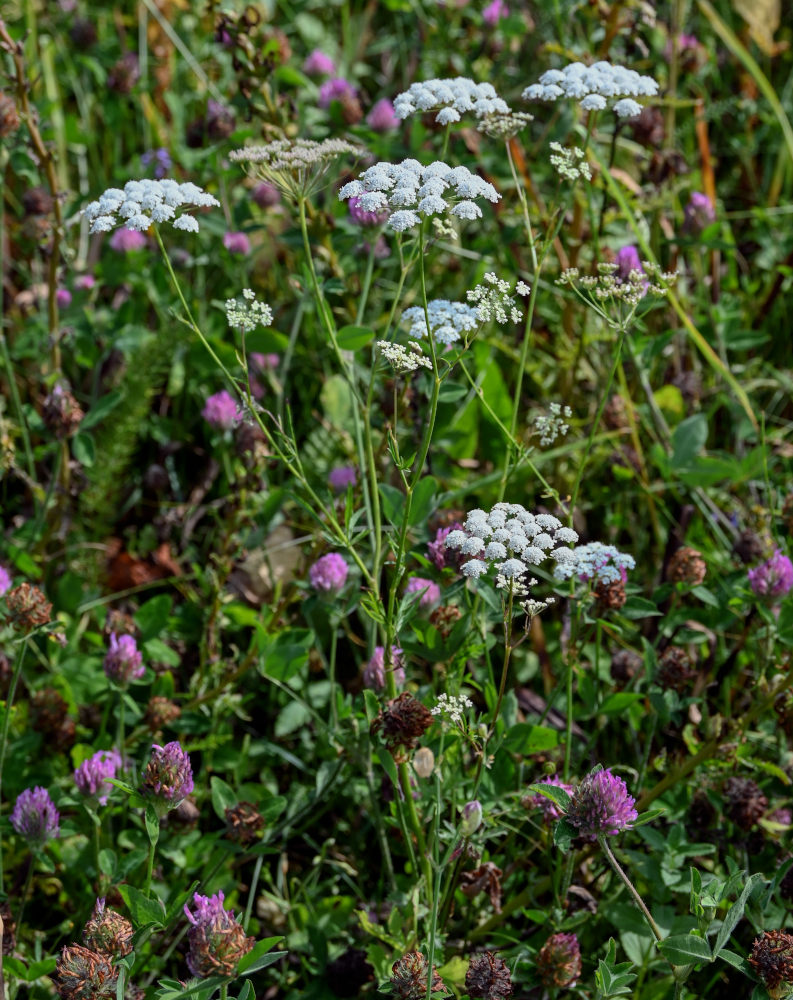 Изображение особи семейство Apiaceae.