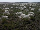 Stipa zalesskii