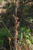Himantoglossum caprinum. Часть соплодия. ЮВ Крым, Карадаг, Карадагская балка. 27 июля 2011 г.