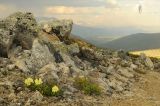 Rhododendron aureum. Цветущее растение на каменистой россыпи. Магаданская обл., Колымское нагорье, Джелгалинский перевал. 12.06.2012.