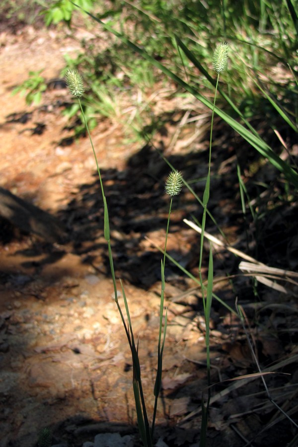 Изображение особи Phleum nodosum.