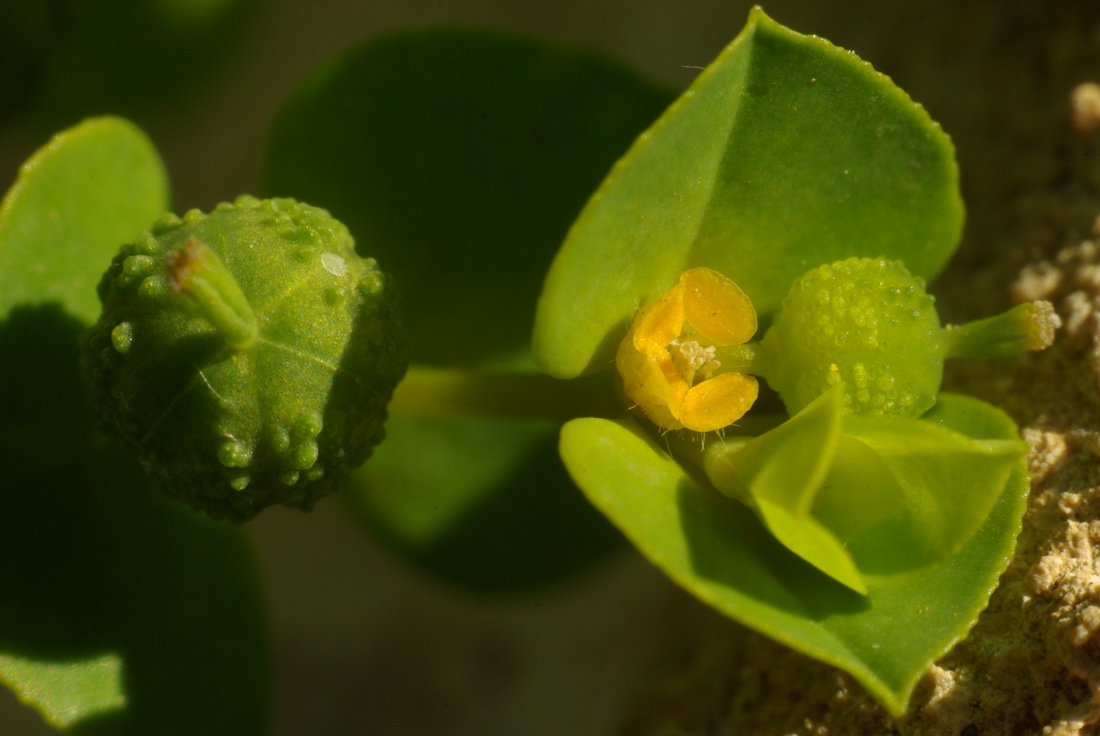 Изображение особи Euphorbia platyphyllos.