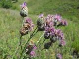 Centaurea pseudocoriacea. Соцветия. Украина, Луганская обл., г. Луганск, склон балки на Острой Могиле. 29.06.2013.