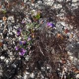 Oxytropis czukotica