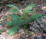 Dryopteris filix-mas