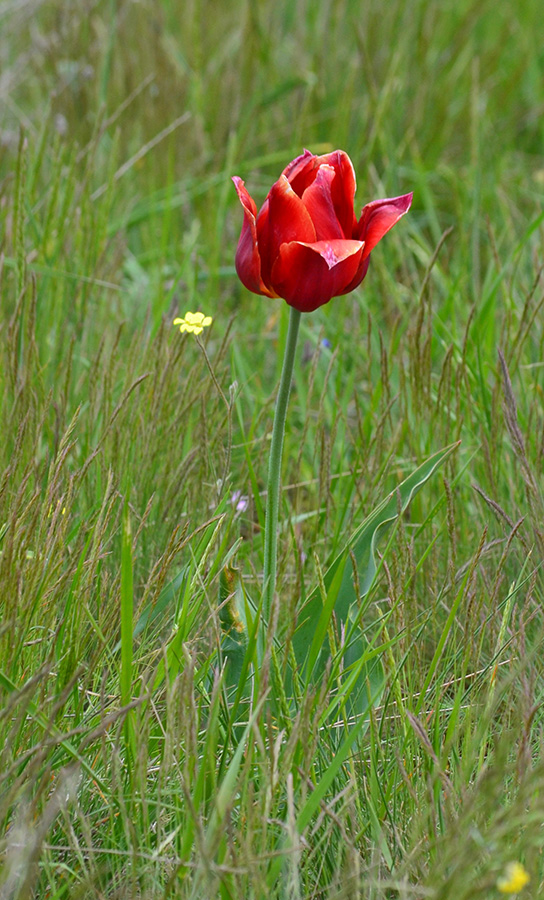 Изображение особи Tulipa suaveolens.