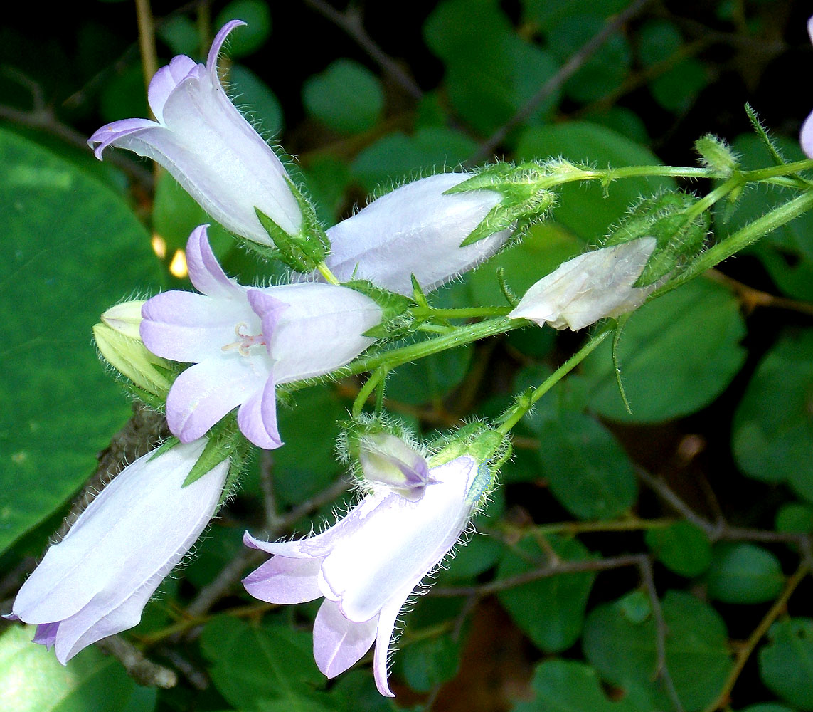 Изображение особи Campanula praealta.