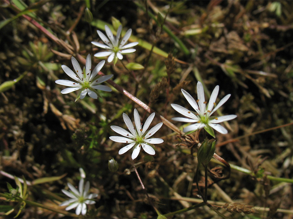 Изображение особи Stellaria graminea.