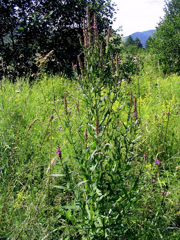 Image of Lythrum salicaria specimen.