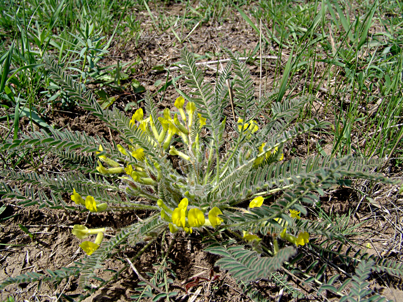 Изображение особи Astragalus henningii.