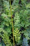 Artemisia tanacetifolia