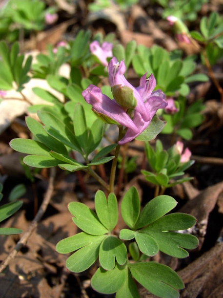 Изображение особи Corydalis intermedia.