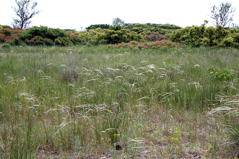 Изображение особи Stipa anomala.