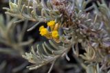 Helichrysum italicum. Часть побега с соцветием. Греция, Эгейское море, о. Парос, северо-восток острова, песчаные дюны за пляжем Санта-Мария. 20.12.2015.