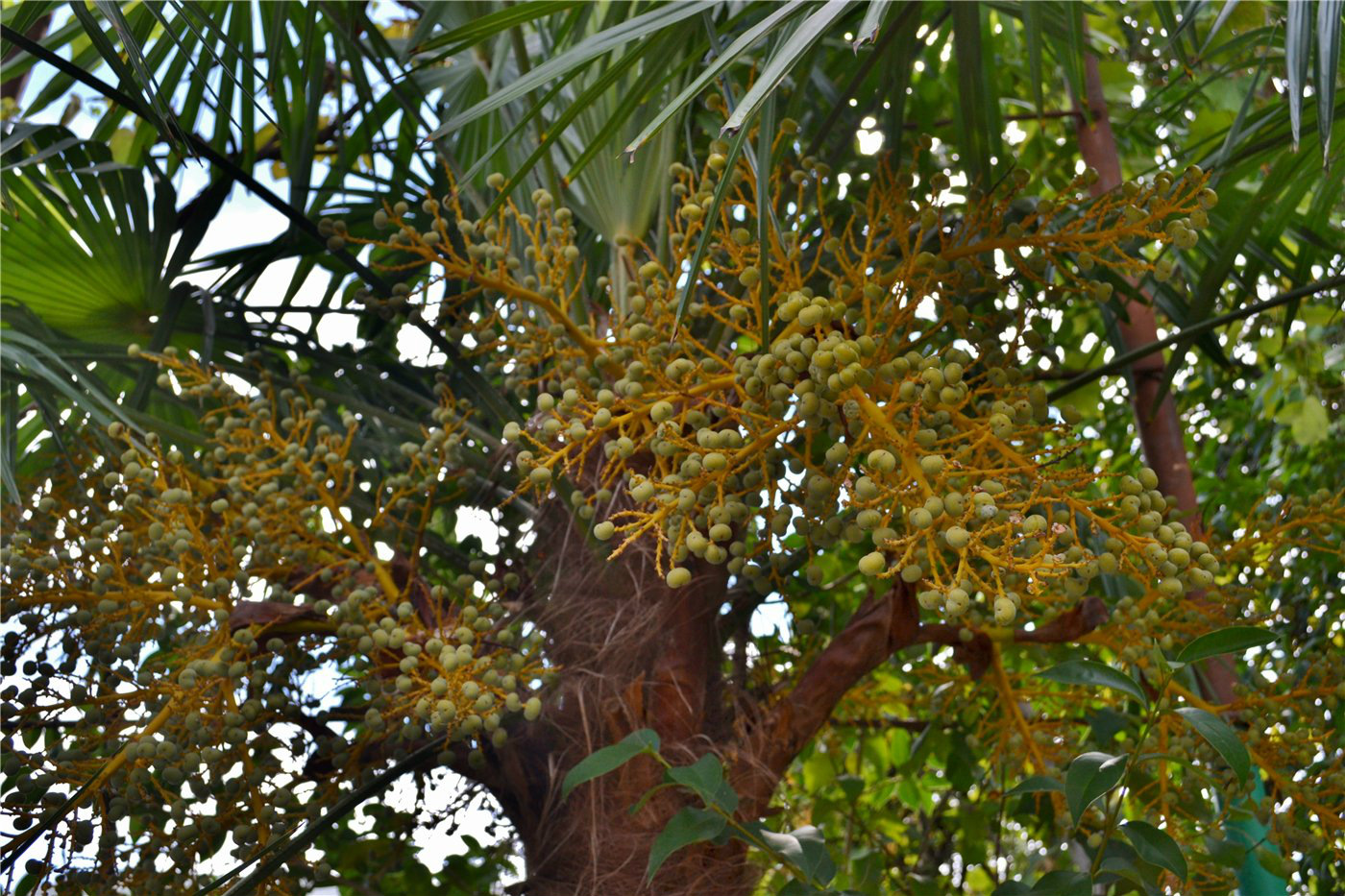 Изображение особи Trachycarpus fortunei.