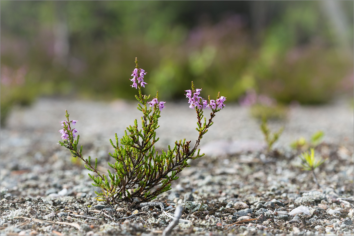 Изображение особи Calluna vulgaris.