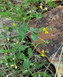 Coronilla scorpioides