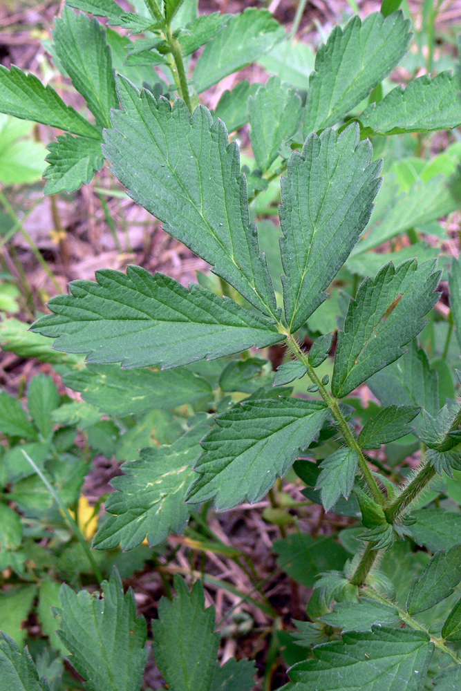 Изображение особи Agrimonia pilosa.