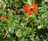 Adonis flammea