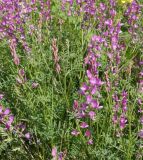 Astragalus macropterus