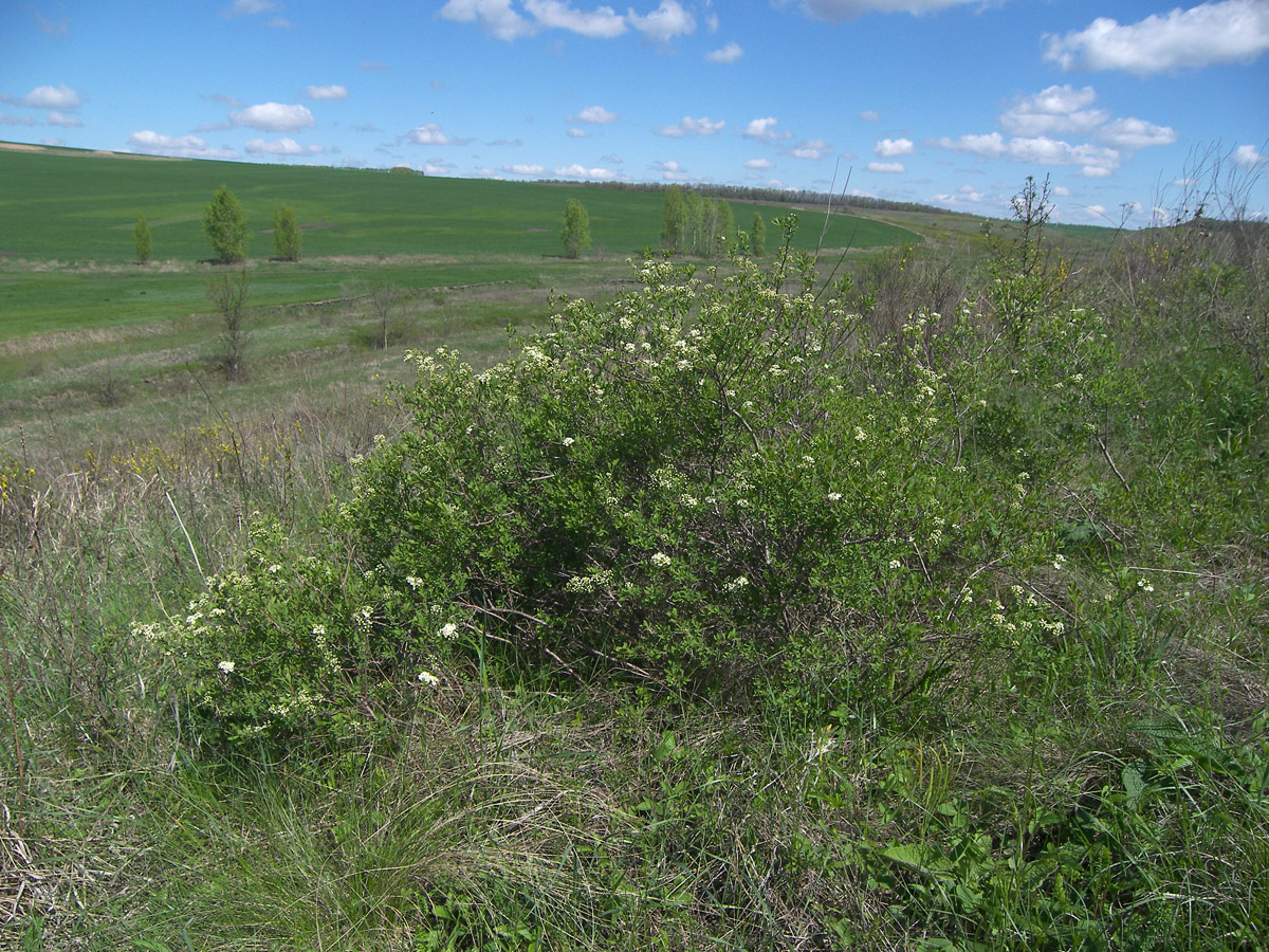 Изображение особи Spiraea litwinowii.