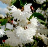 Deutzia scabra var. candidissima